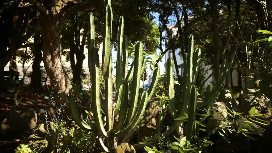 Un jardín peculiar