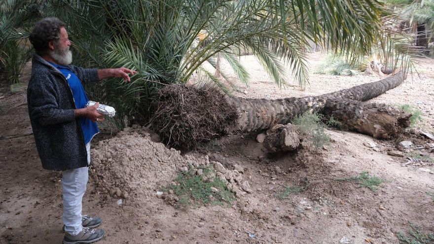 El Ayuntamiento cree que podrá replantar la Pipa de Sempere tras venirse abajo