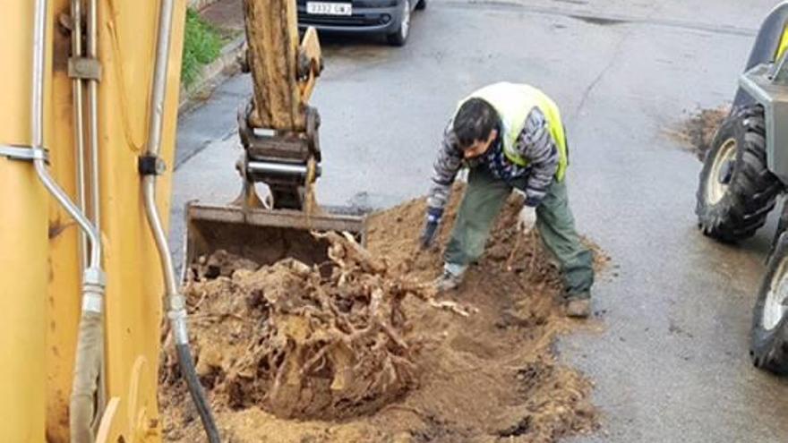 La tala s&#039;ha iniciat a la urbanització Residencial Park.