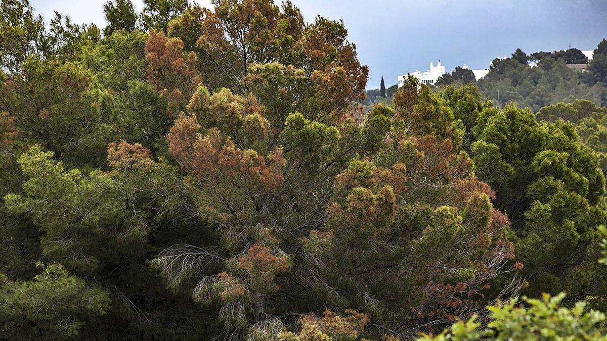 Una nueva plaga forestal afecta a numerosos pinos del bosque de Bellver