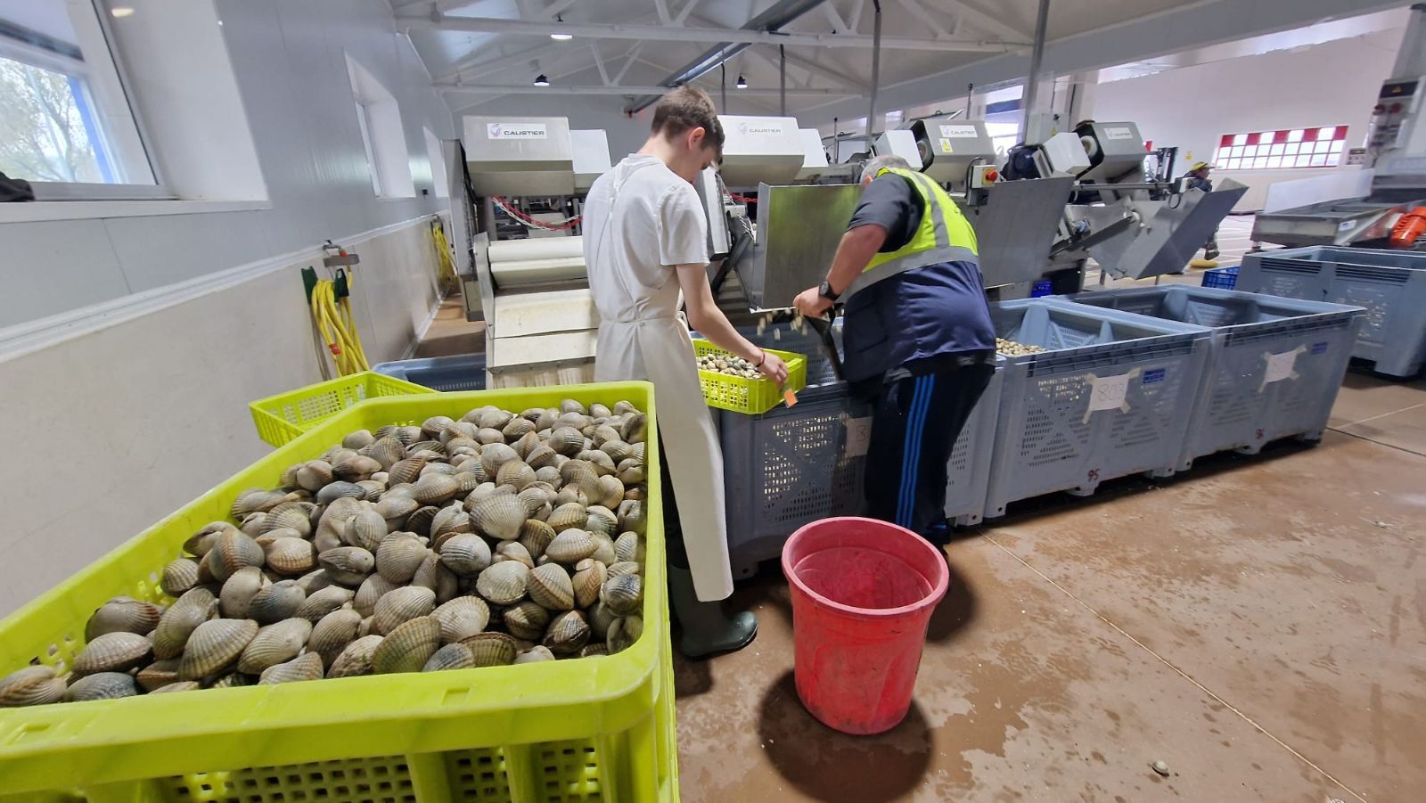 Así es el día a día en el puerto y la lonja de O Testal (Noia), donde cada vez se dan cita más mariscadores arousanos.