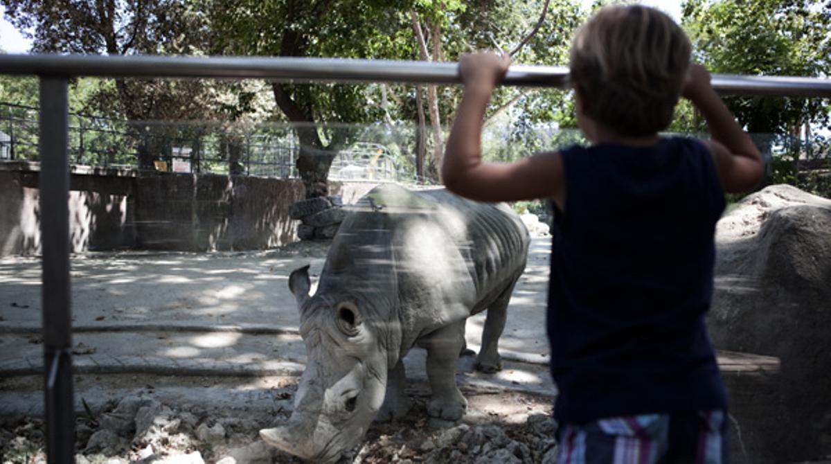 Alguns van presagiar que el recinte no superaria la mort del goril·la blanc, però ara té més públic que mai