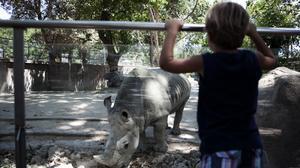 Alguns van presagiar que el recinte no superaria la mort del goril·la blanc, però ara té més públic que mai