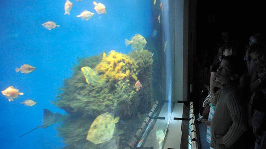 Aquarium Finisterrae.