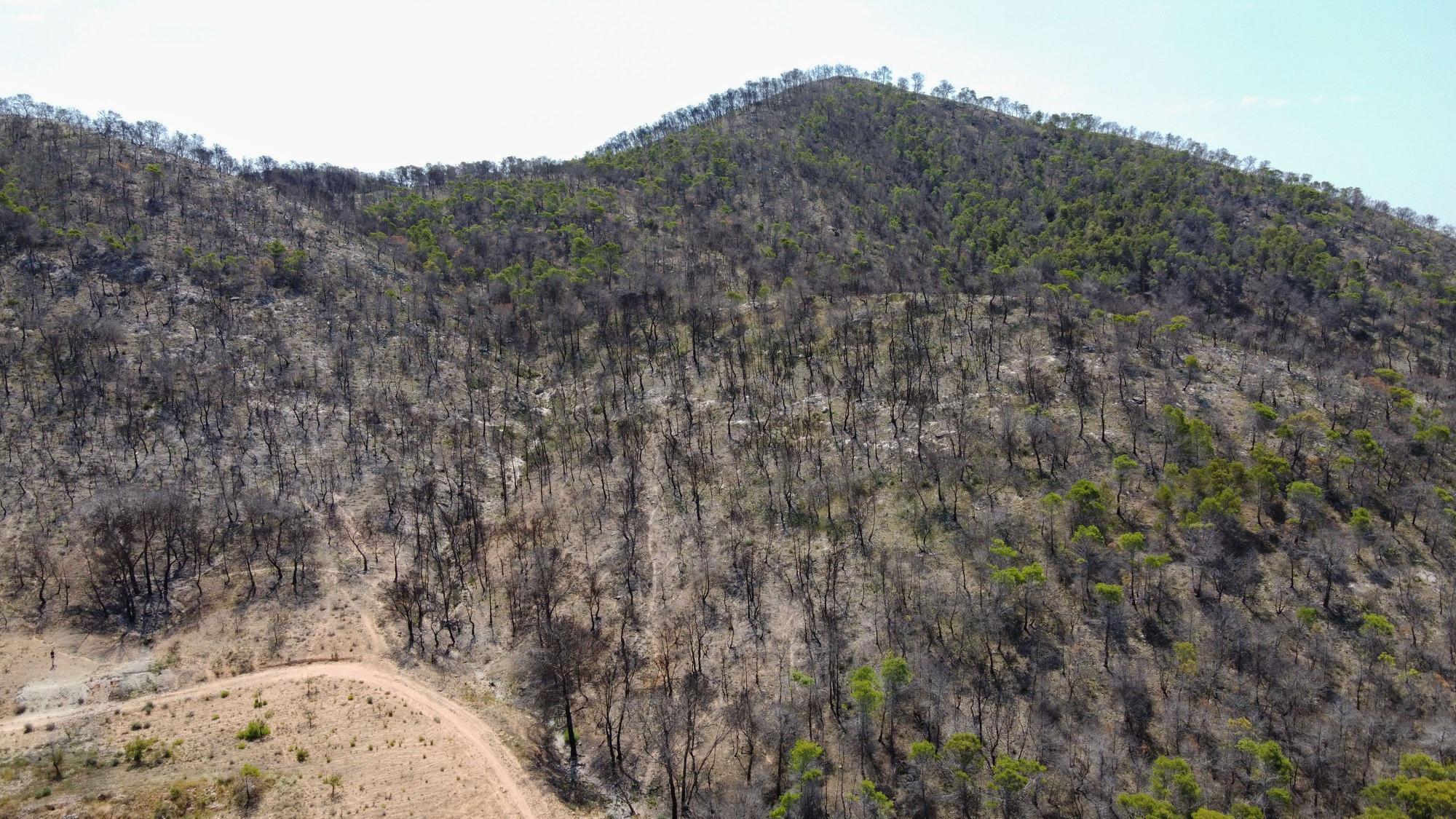 Un año después del incendio forestal en la sierra de la Zafra y Las Pedrizas de Monóvar la zona presenta un aspecto desolador