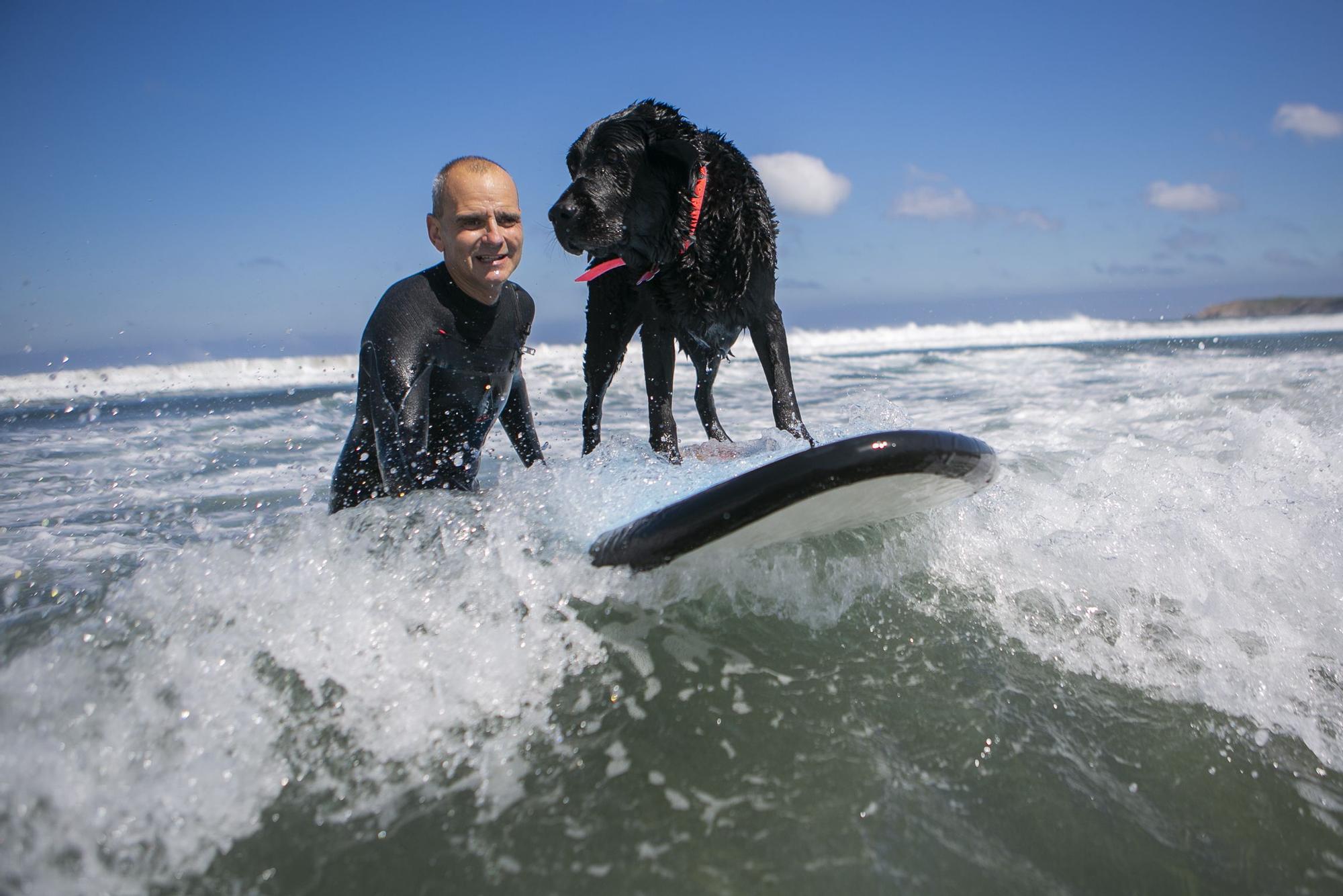 En imágenes: así fue el campeonato de surf para perros en Salinas