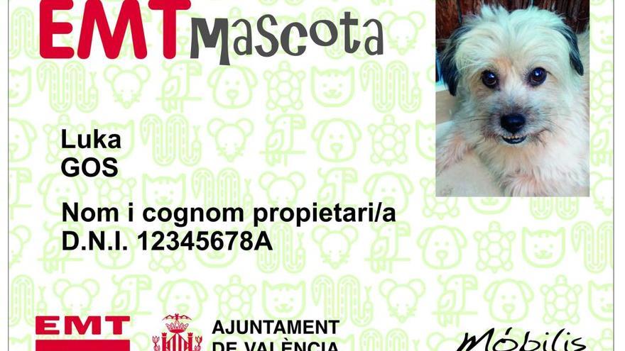 Las mascotas podrán viajar en el autobús de la EMT de València con un bono propio