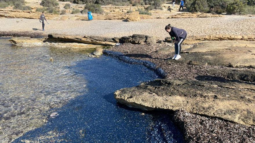 Invasión de medusas velero en la Cala Cantalar de Alicante