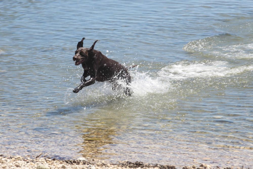 Nuevas playas caninas para la provincia