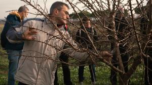 Alumnos de un curso de poda en la finca de Palencia donde Itagra planta olivos, almendros y avellanos de modo experimental. /