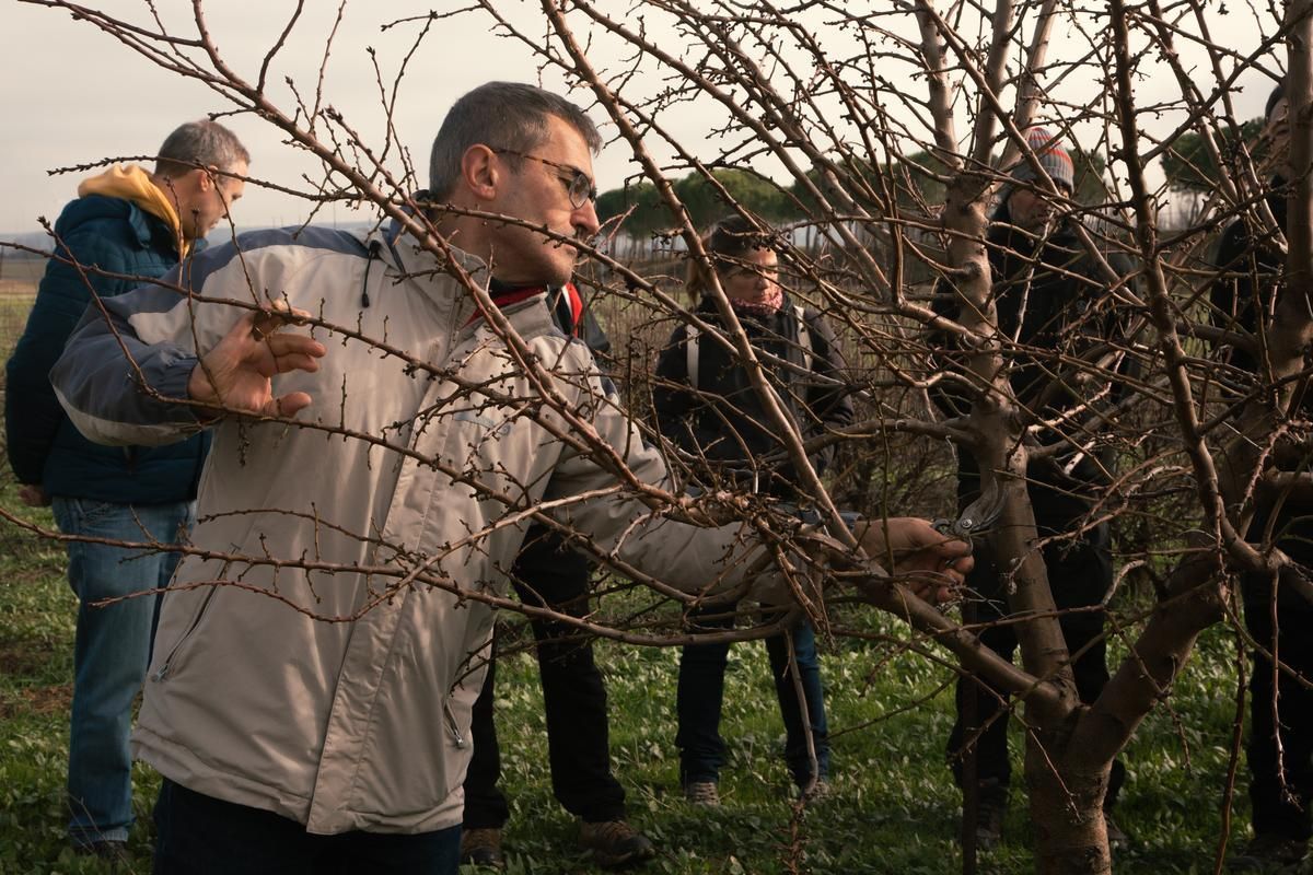 Alumnos de un curso de poda en la finca de Palencia donde Itagra planta olivos, almendros y avellanos de modo experimental. /