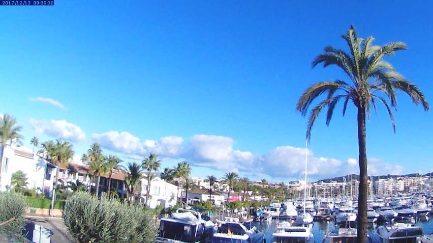 Mittwochvormittag (13.12.): Der Sturm ist vorüber, die Palme im Hafen von Alcúdia hat ihn überlebt.