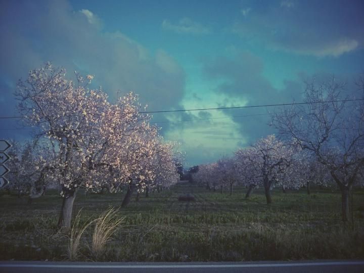 Mandelblüte auf Mallorca