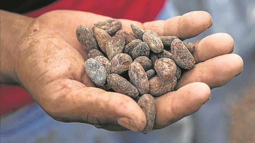 Científicos quieren salvar el cacao variando sus genes