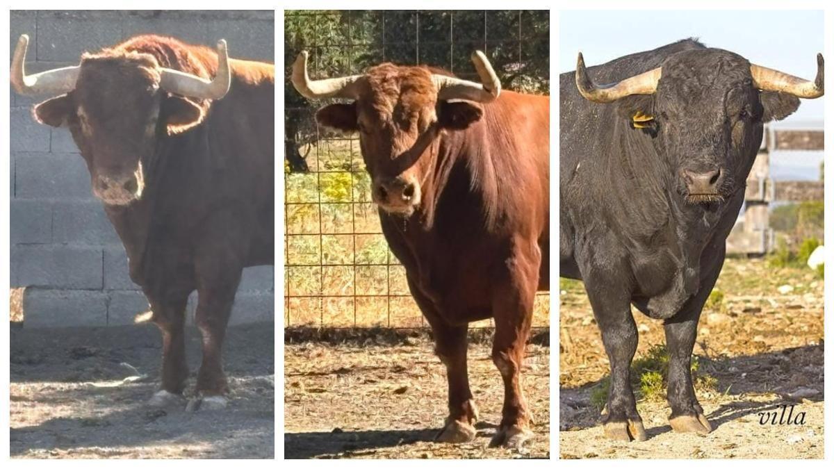 Los tres toros que exhibirá Moncofa en sus fiestas.