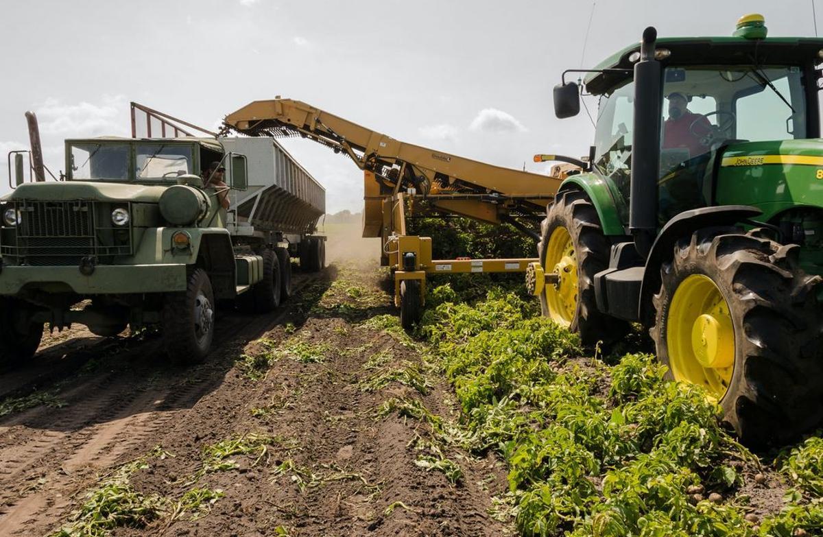 La Cátedra Sipcam ahonda en el desarrollo digital y análisis de datos del sector agrícola. ED