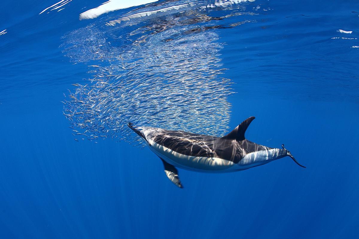 Un pla que no et pots perdre per res del món és l'excursió per observar cetacis.