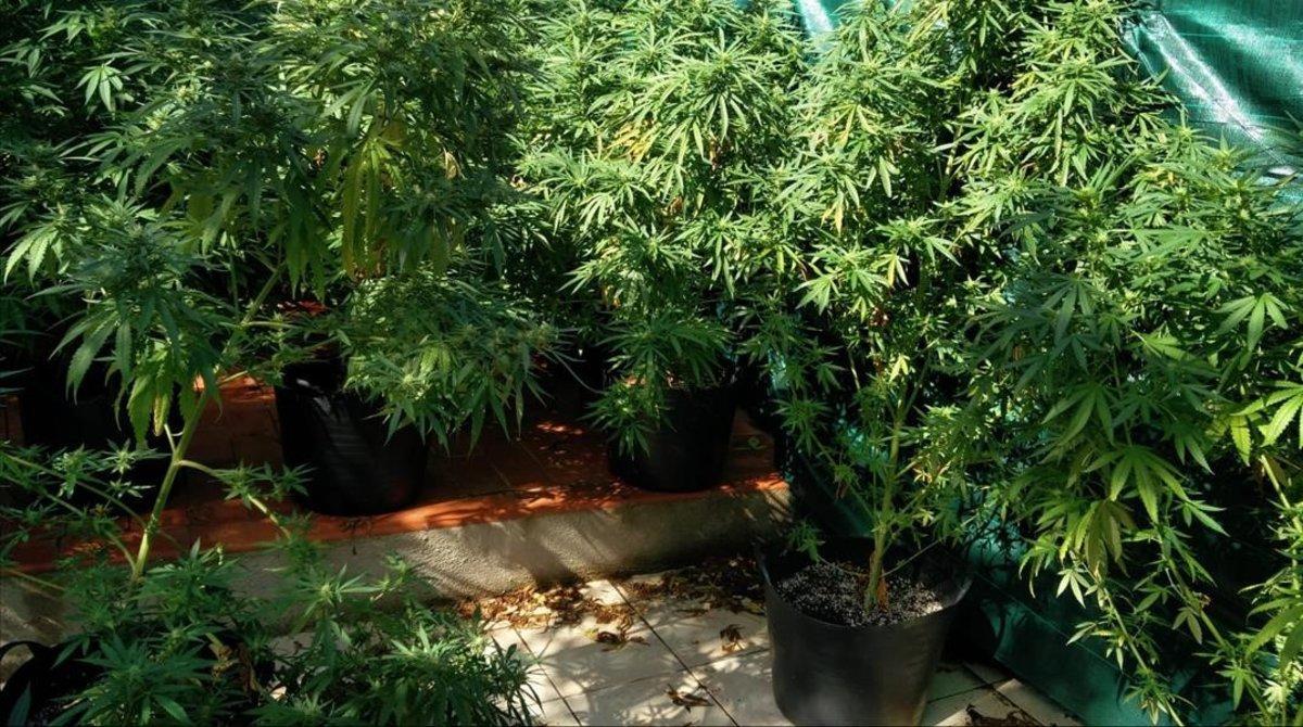 undefined45070459 plantes de marihuana decomissades en l operatiu al barri de 190910192937 undefined45070459 plantes de marihuana decomissades en l operatiu al barri de 190910192937