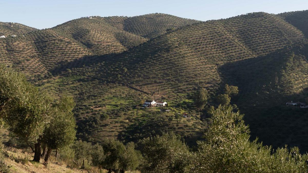 Paisaje de olivar cordobés.