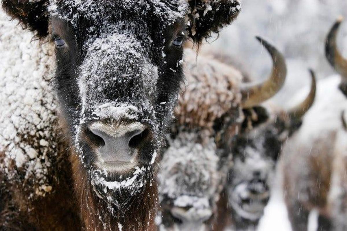 Parque nacional de Bialowieski (Polonia)