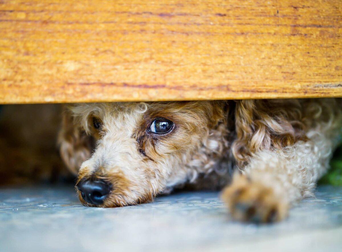 ¿Pueden los animales predecir los terremotos?