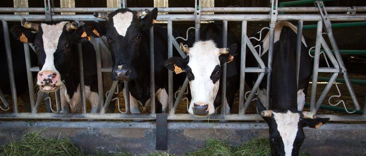 Vacas en una explotación ganadera.