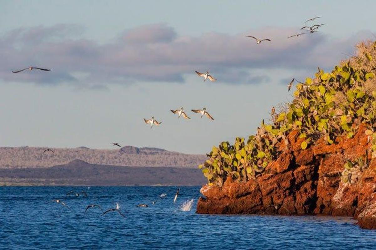 Alcatraces patiazules sobrevuelan la isla Rábida.