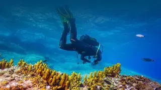 Underwater Gardens International, la apuesta de Marc García Durán-Huet para revolucionar la salud oceánica