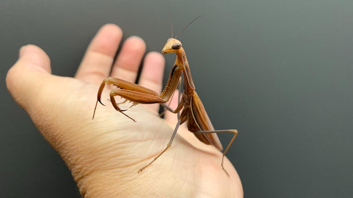 Mantis religiosa.