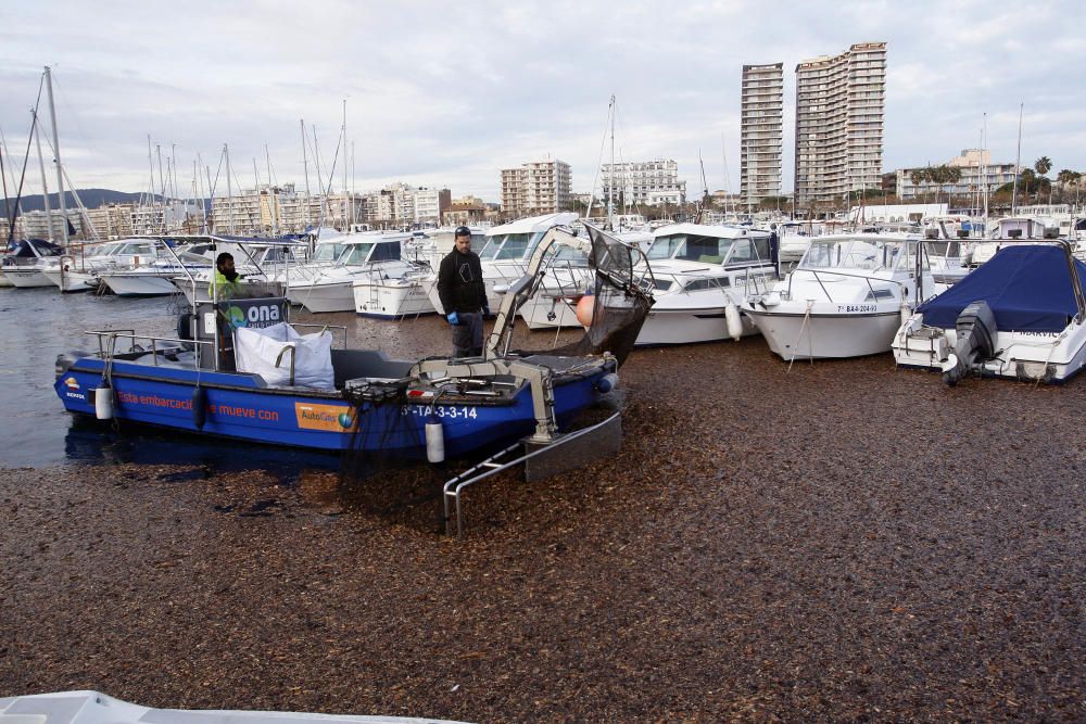 Tasques per retirar la biomassa al port de Palamós