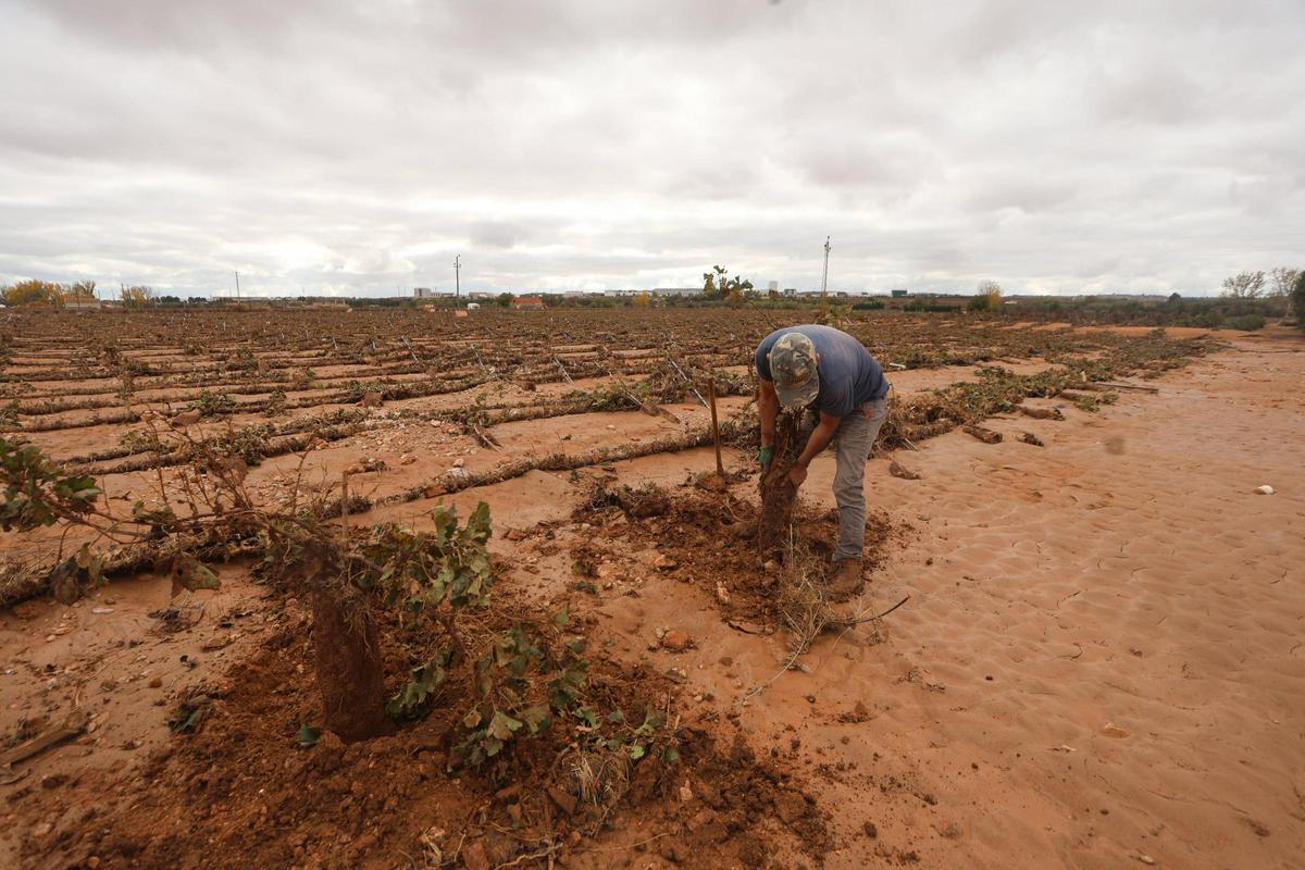 UUn agricultor intentando replantar bien sus cepas en Utiel tras encontrarlas todas en el suelo.