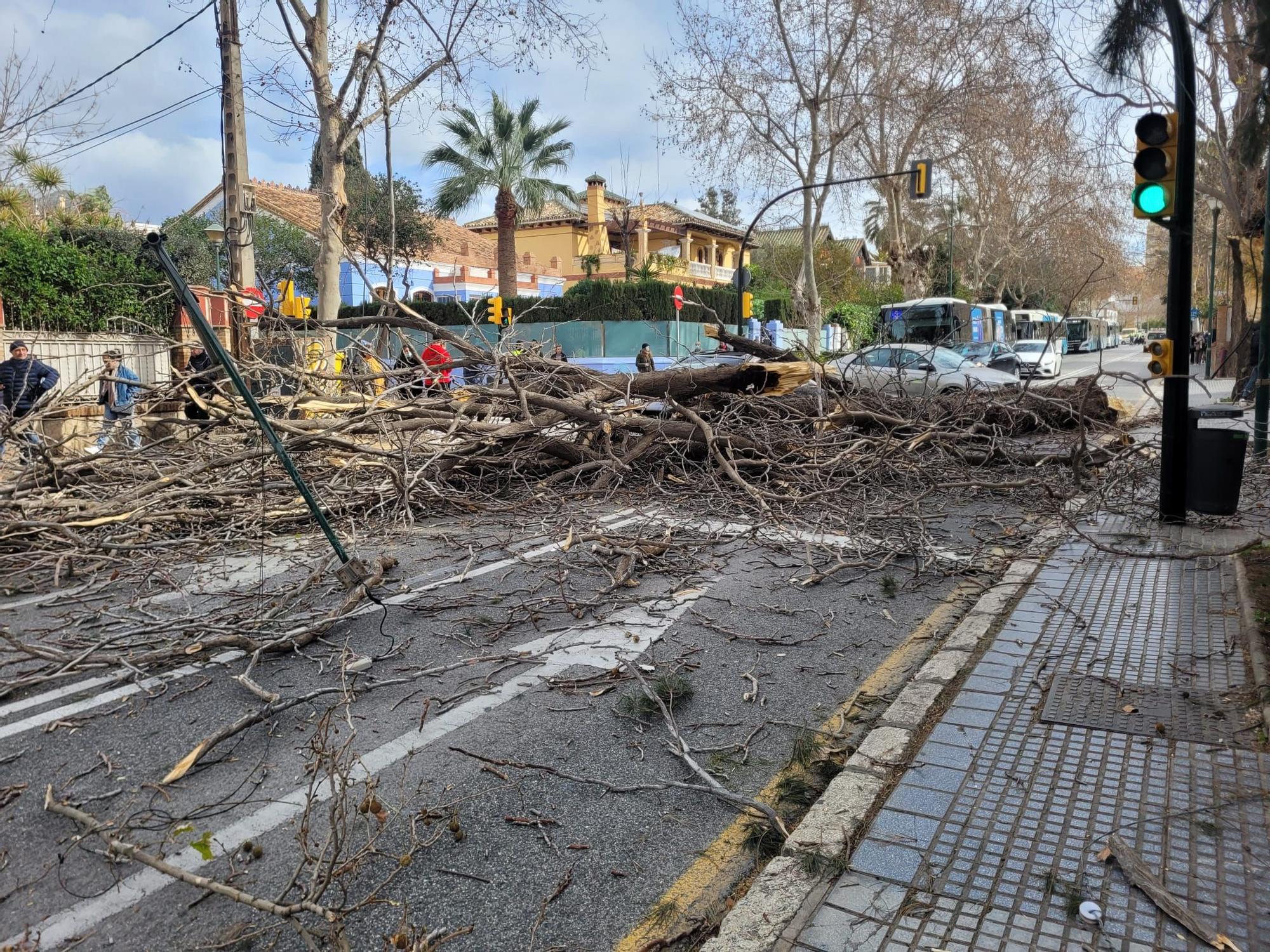 Caída de un gran árbol en Pedregalejo a causa del viento