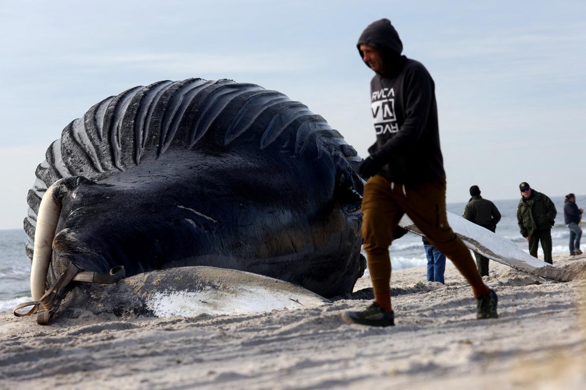 La ballena jorobada muerta en la playa de Lido Beach, Nueva York