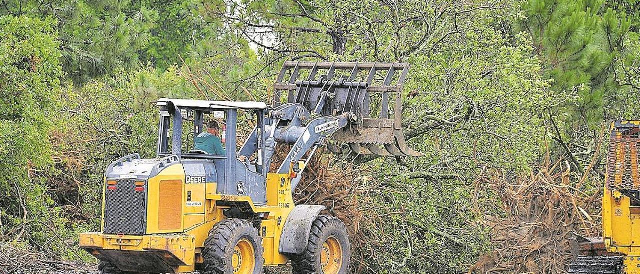 La plaga citrícola del &#039;HLB&#039; avanza desde Portugal hasta el País Vasco