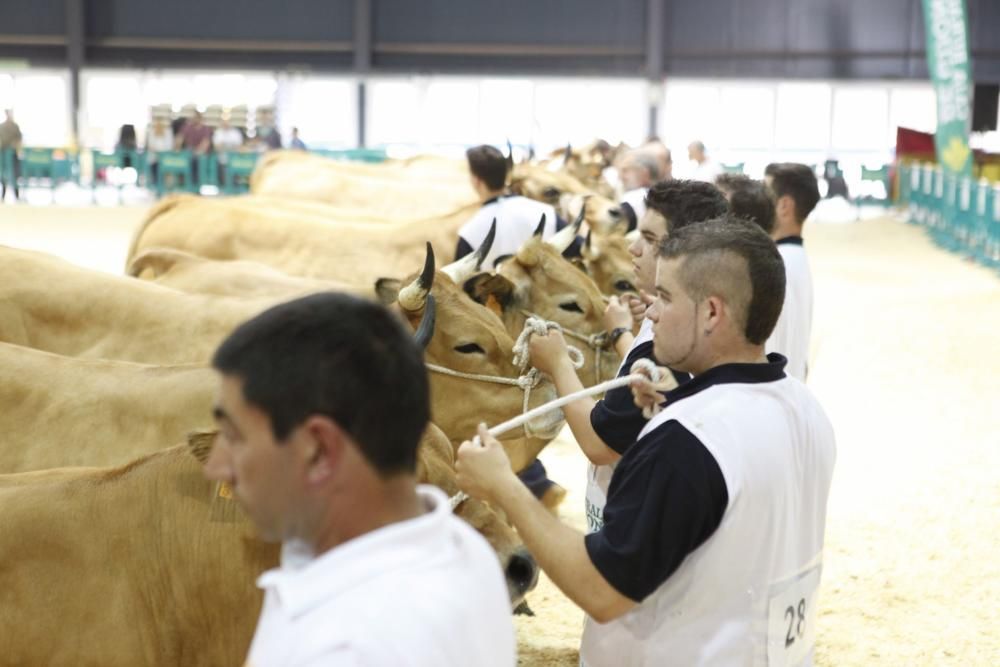 Feria ganadera de San Antonio