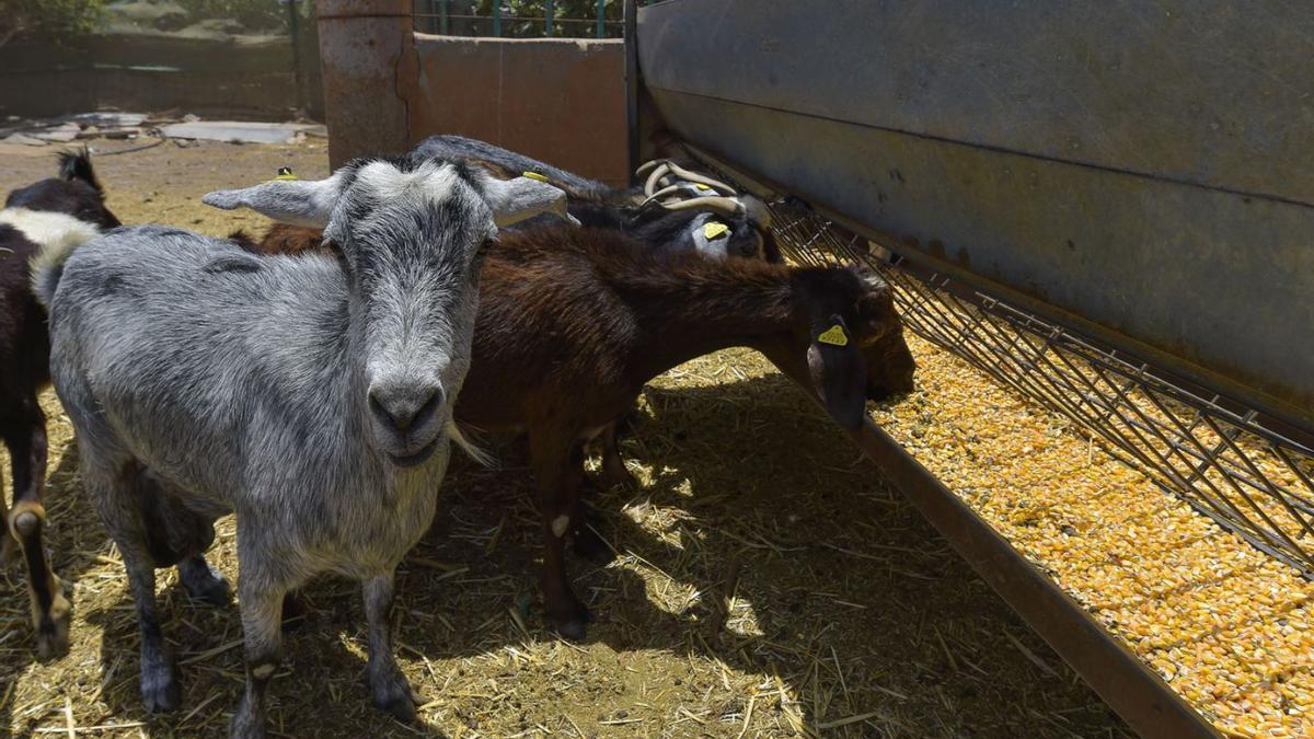 Rebaño de cabras en una ganadería isleña. | |