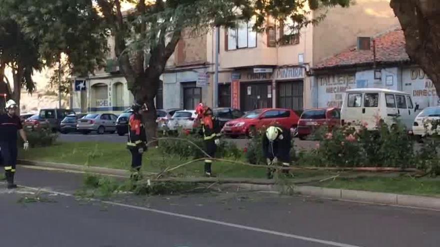 Desprendimiento de una rama en la avenida de la Feria