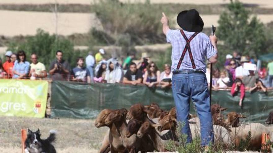 Los pastores daban indicaciones a sus perros ante el jurado