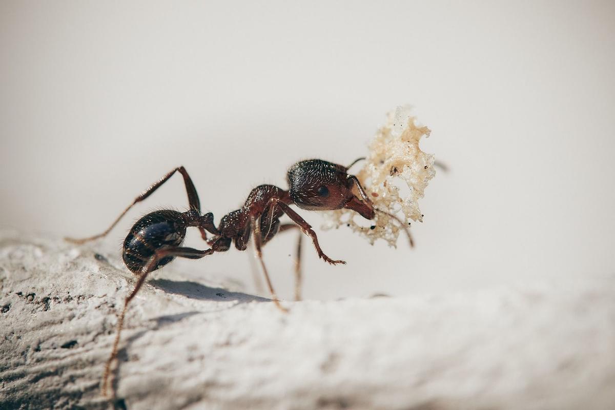 Las hormigas son insectos hipersociales