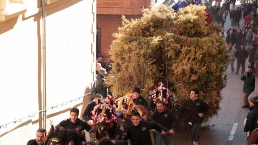 La tradición de Sant Antoni inunda Els Ports