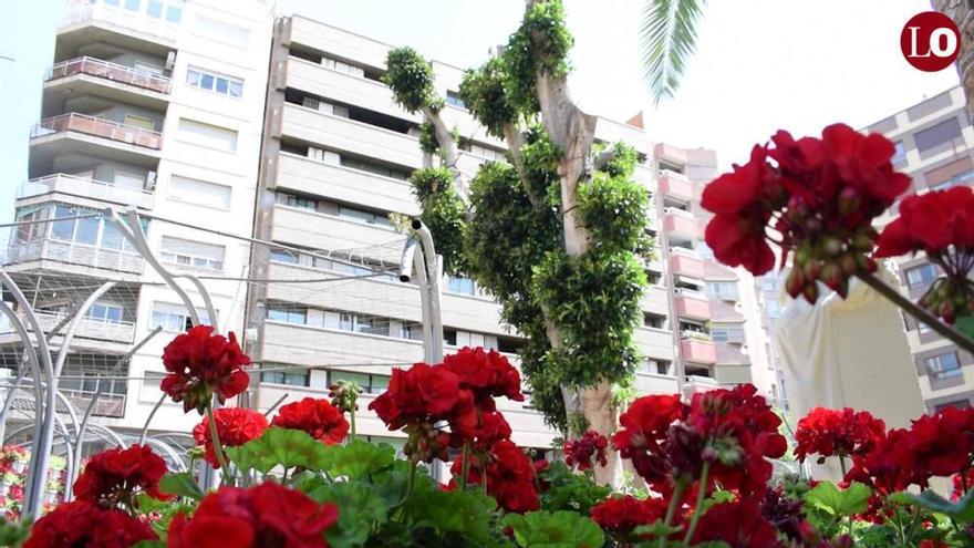 Un año después del desplome, hay mucha vida en el ficus de Santo Domingo