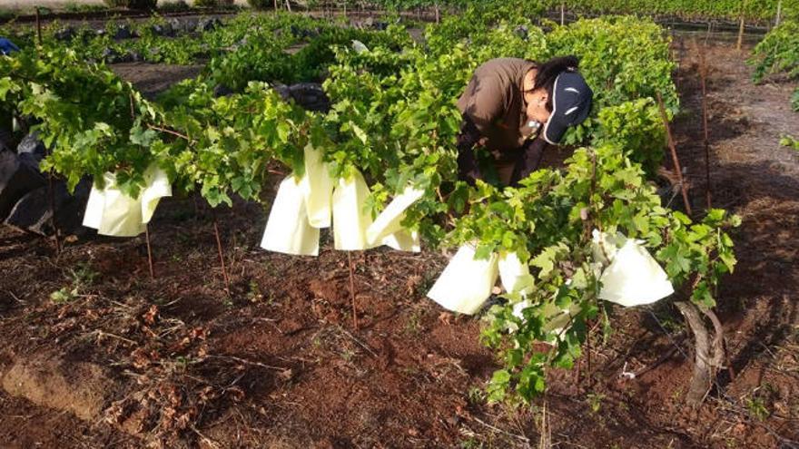 Agroemplea Tegueste 2018 y Avite &#039;protegen&#039; la viña en Los Zamorano