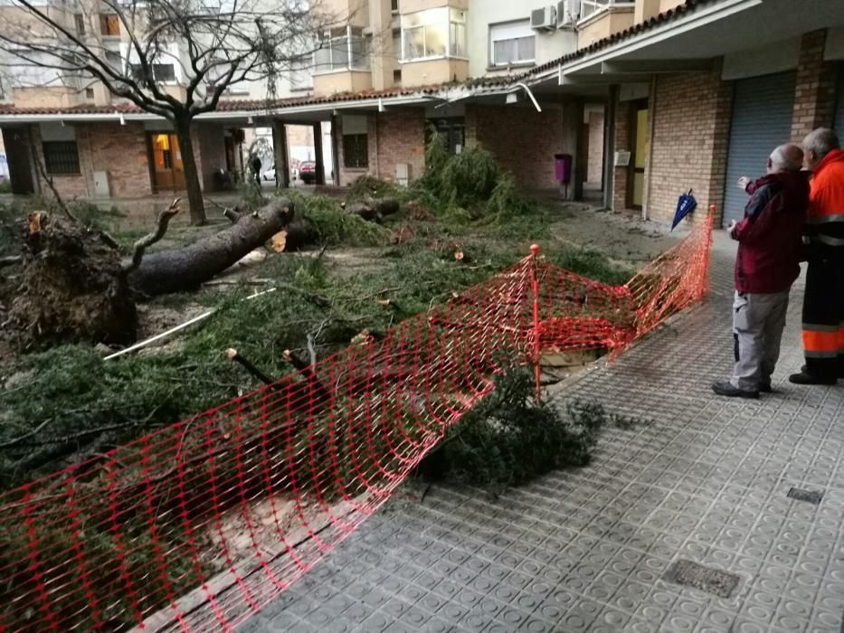 La pluja tomba un gran arbre al barri de la Font