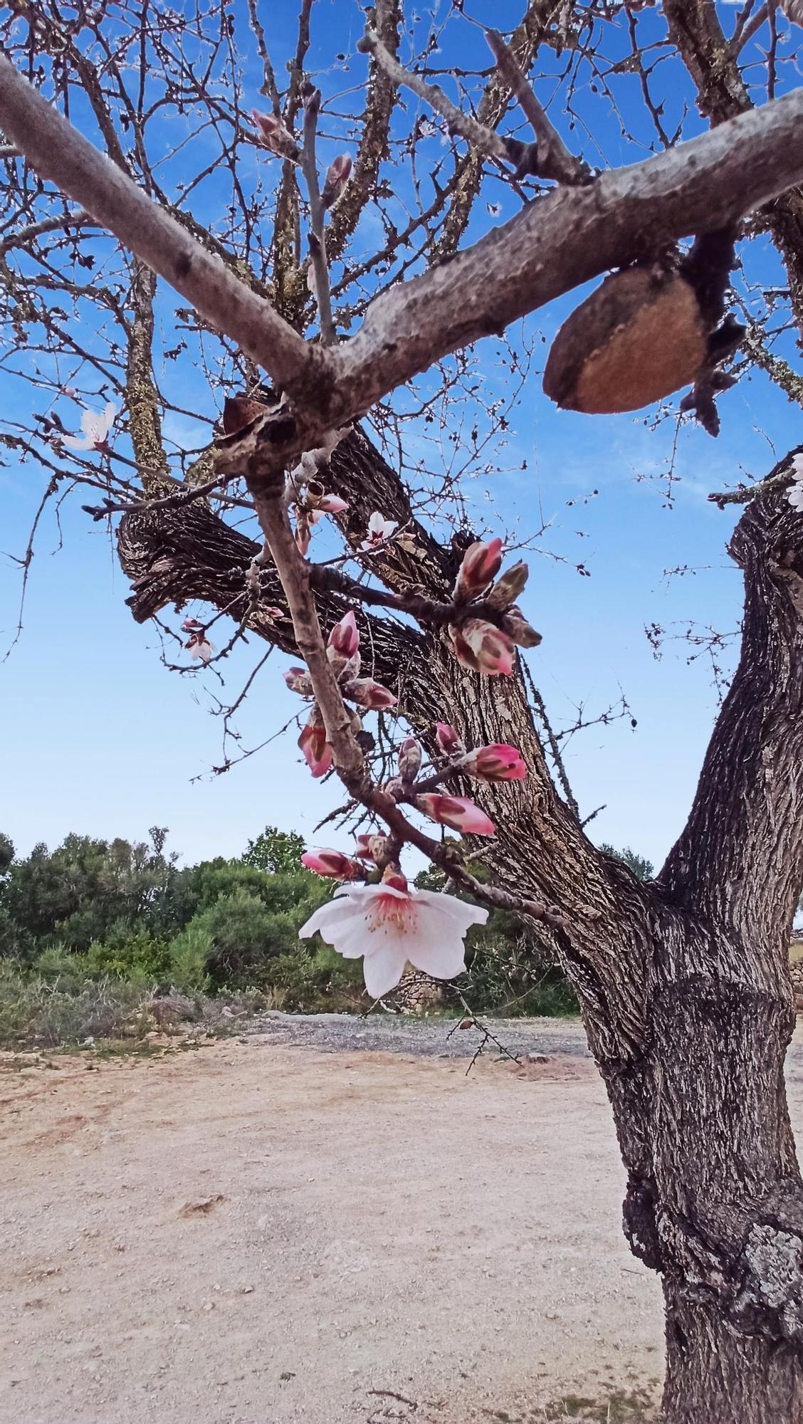 Mandelblüten am Sportplatz von s&#039;Horta.