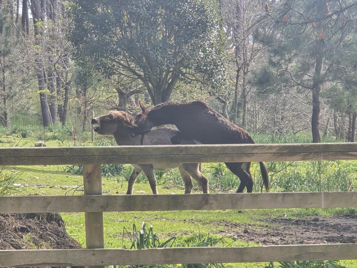 La actividad en la parcela de los burros está siendo intensa estos días.