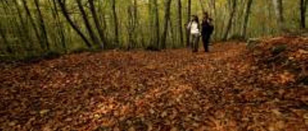 La Fageda d&#039;en Jordà