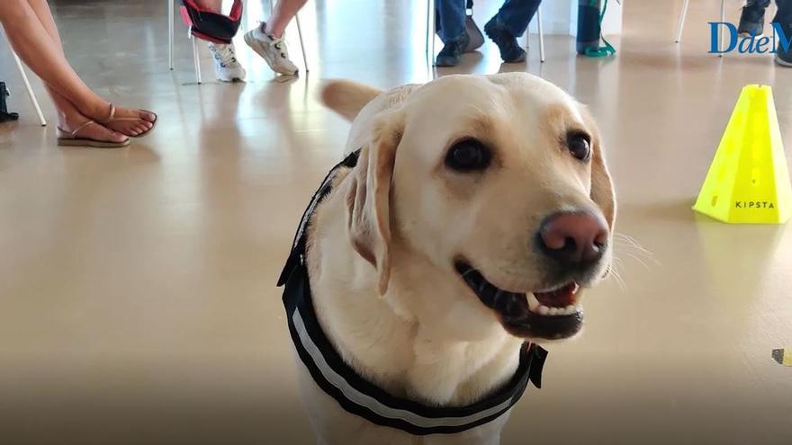 Maya, la esperanza canina