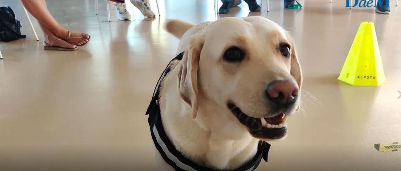 Maya, la esperanza canina