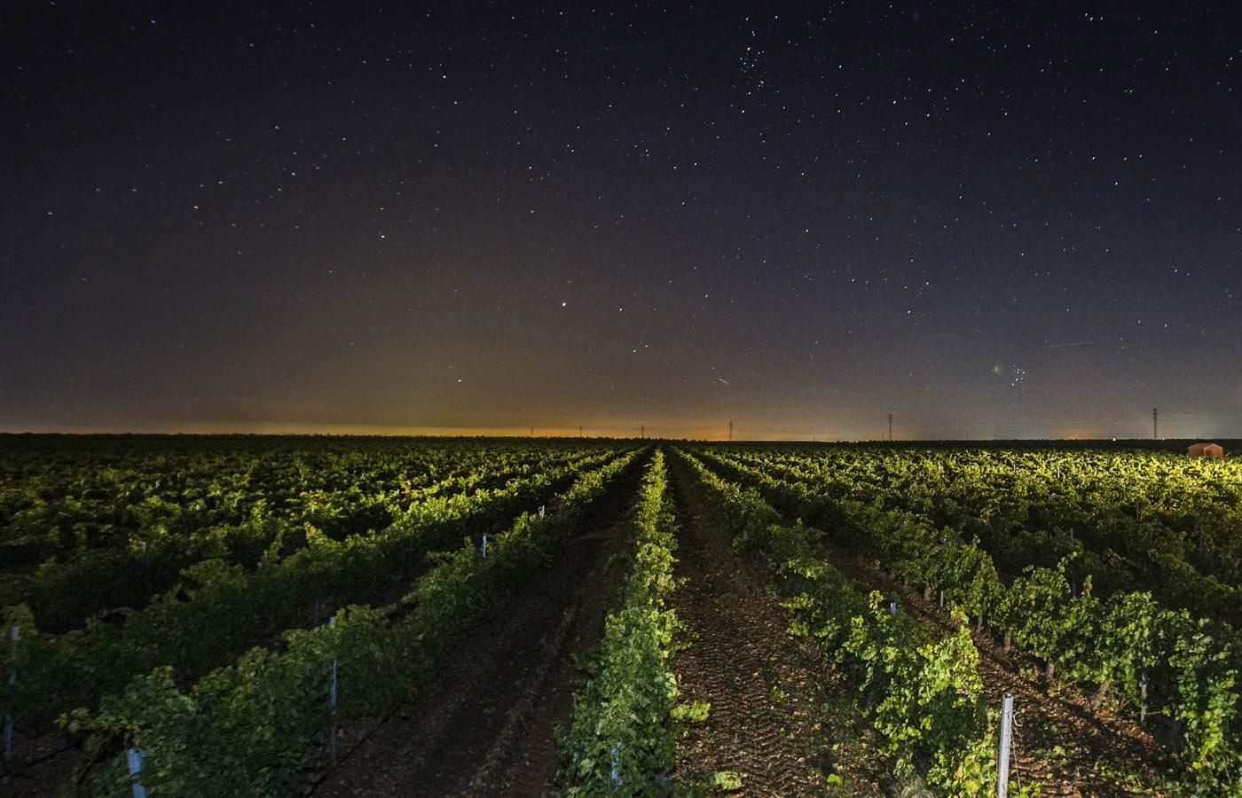 Vendimia en Bodegas Aura, Rueda