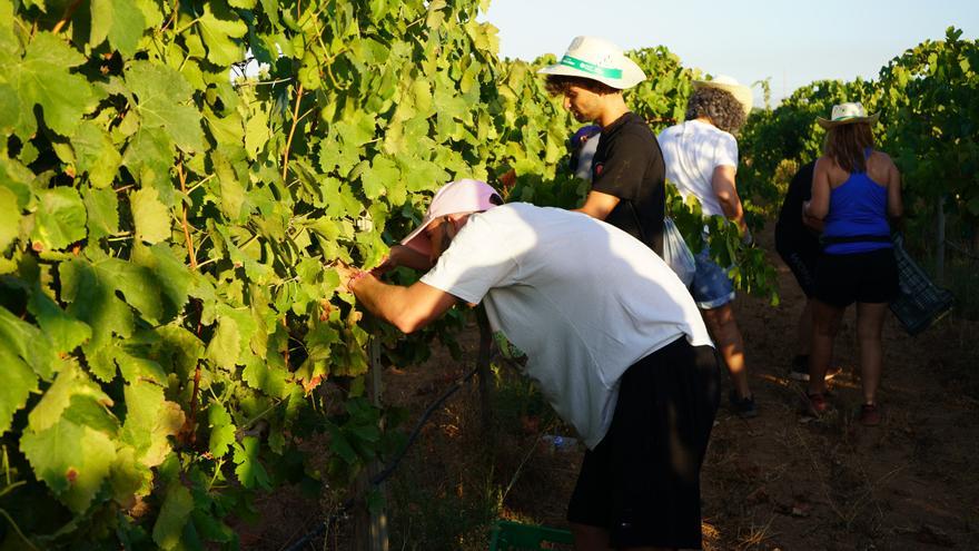 Un centenar de recolectores para la nueva añada del vino Tomás Ferro de la Politécnica de Cartagena